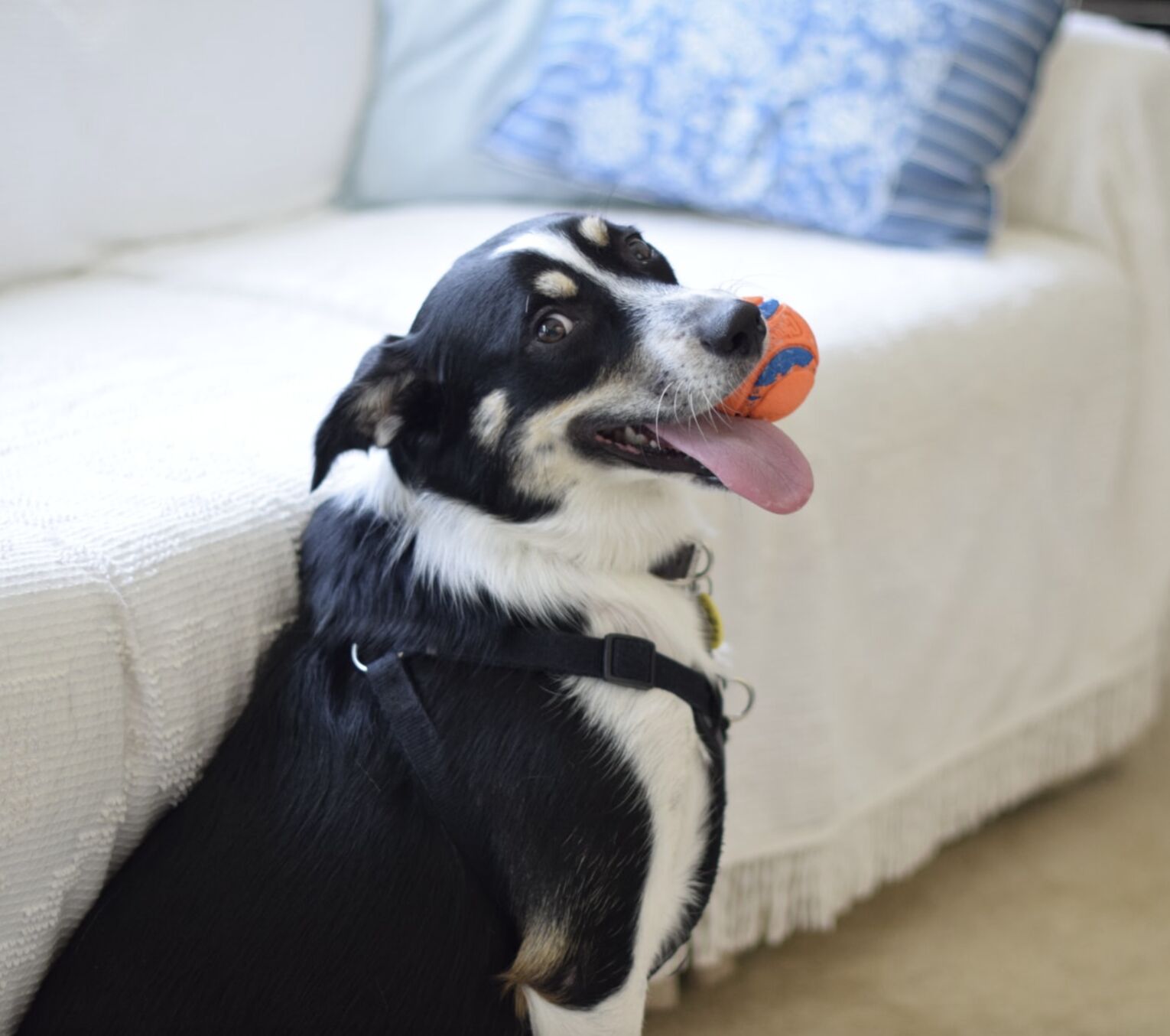 Dog Toy